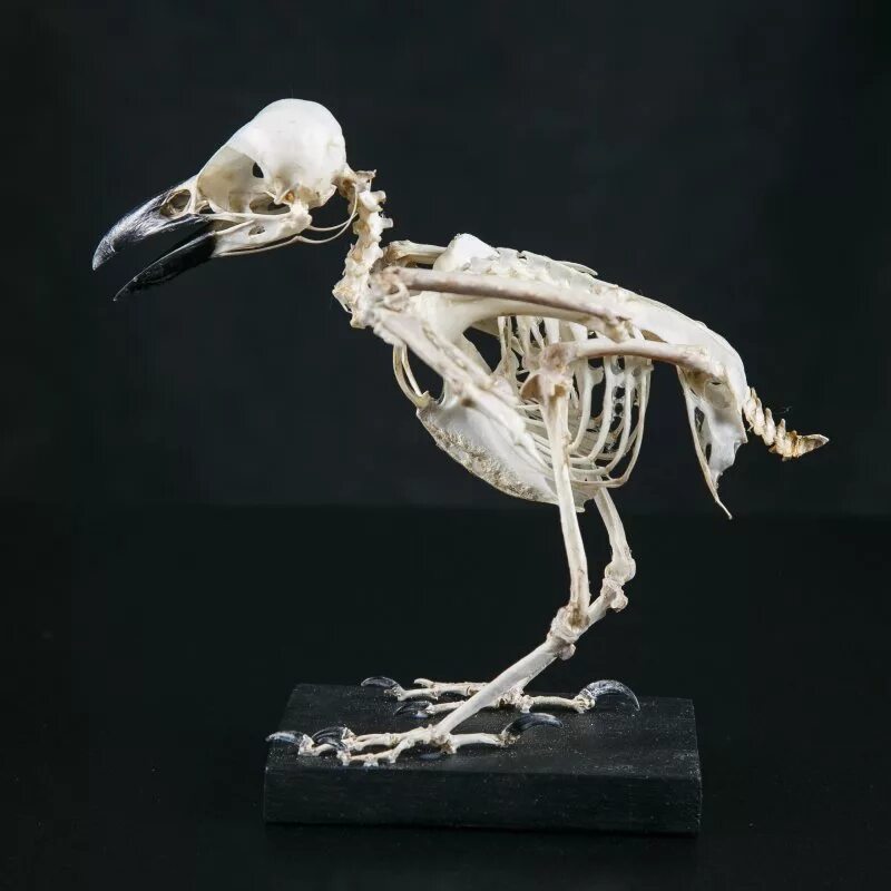 Облегченный скелет. Скелет ворона анатомия. Скелет птицы ворона. Скелет орла анатомия. Скелет ворона сбоку.