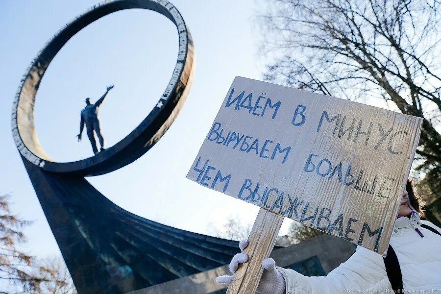 Против вырубки деревьев. Против вырубки деревьев