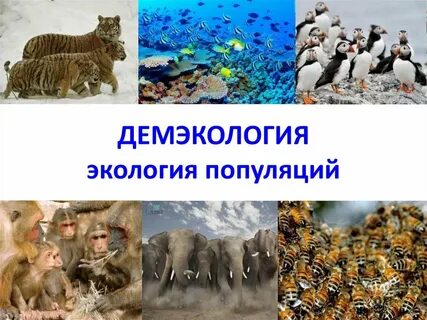 Популяция как экологическая система