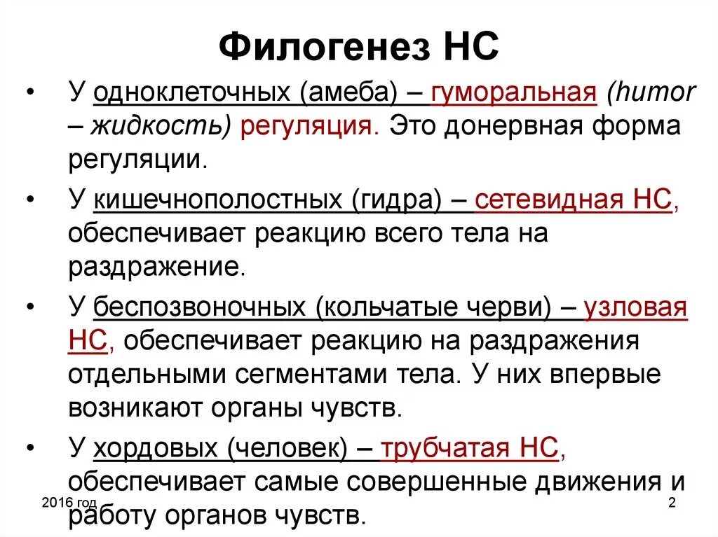 Формы филогенеза. Филогенез. Понятие филогенез. Филогенез это в биологии. Филогенез это кратко.