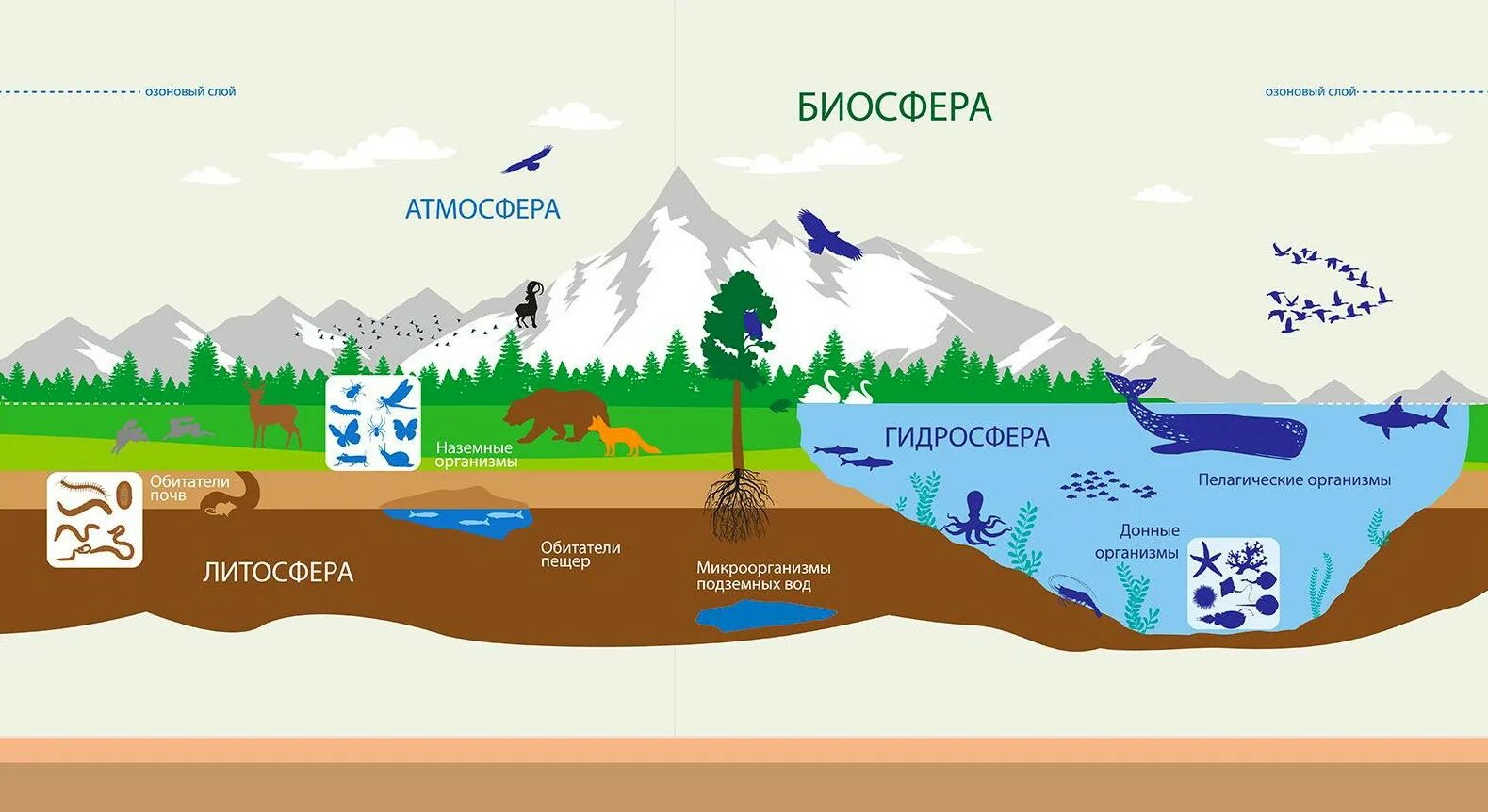 В верхнем слое воды обитает больше