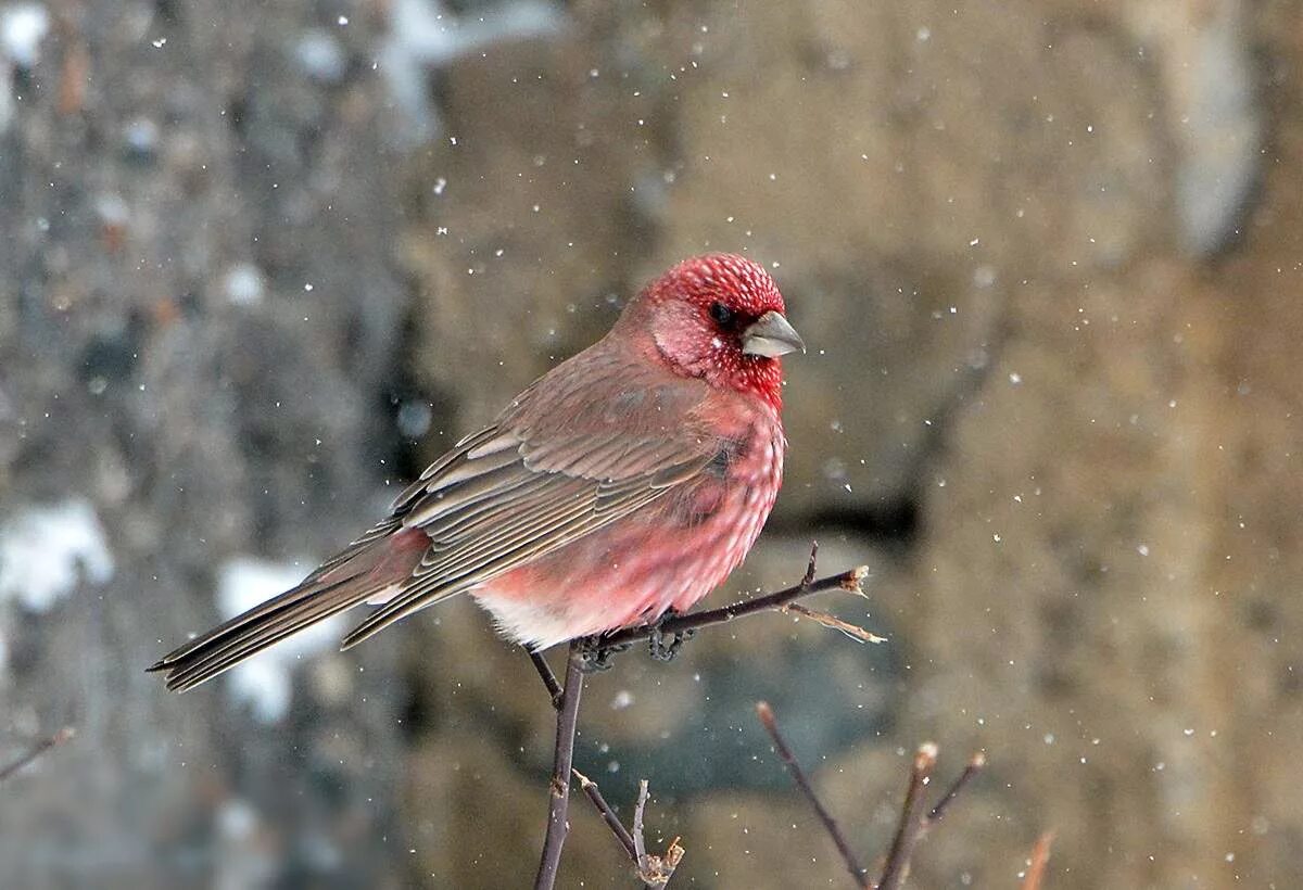 Красная птичка сибирь. Большая чечевица (Carpodacus rubicilla). Сибирская чечевица Вьюрковые. Птичка Сибирская чечевица. Carpodacus dubius.