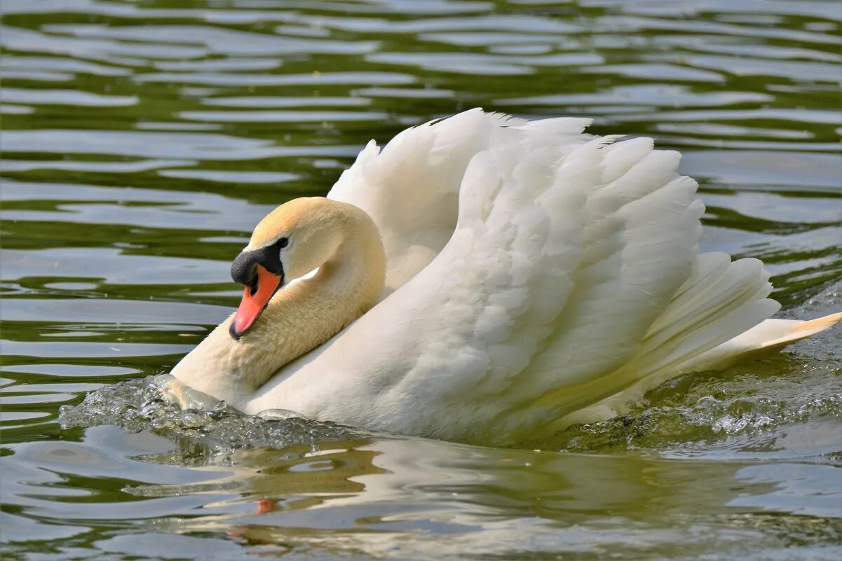 Белый лебедь. Белый лебедь. Белая картина. Белый лебедь белореченск. Белый лебедь фото.