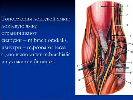 Образования в мышцах