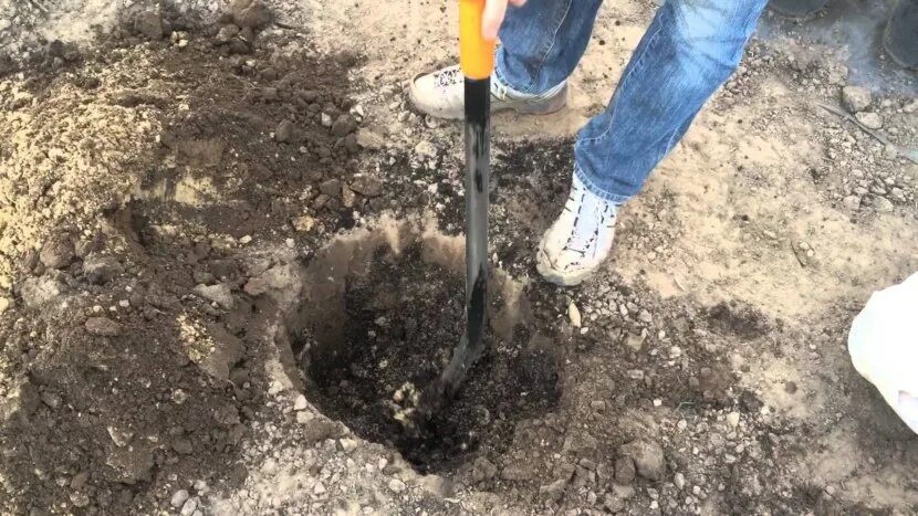 Питомник посадка деревьев. Посадка плодовых деревьев осенью. питомник никитенко.
