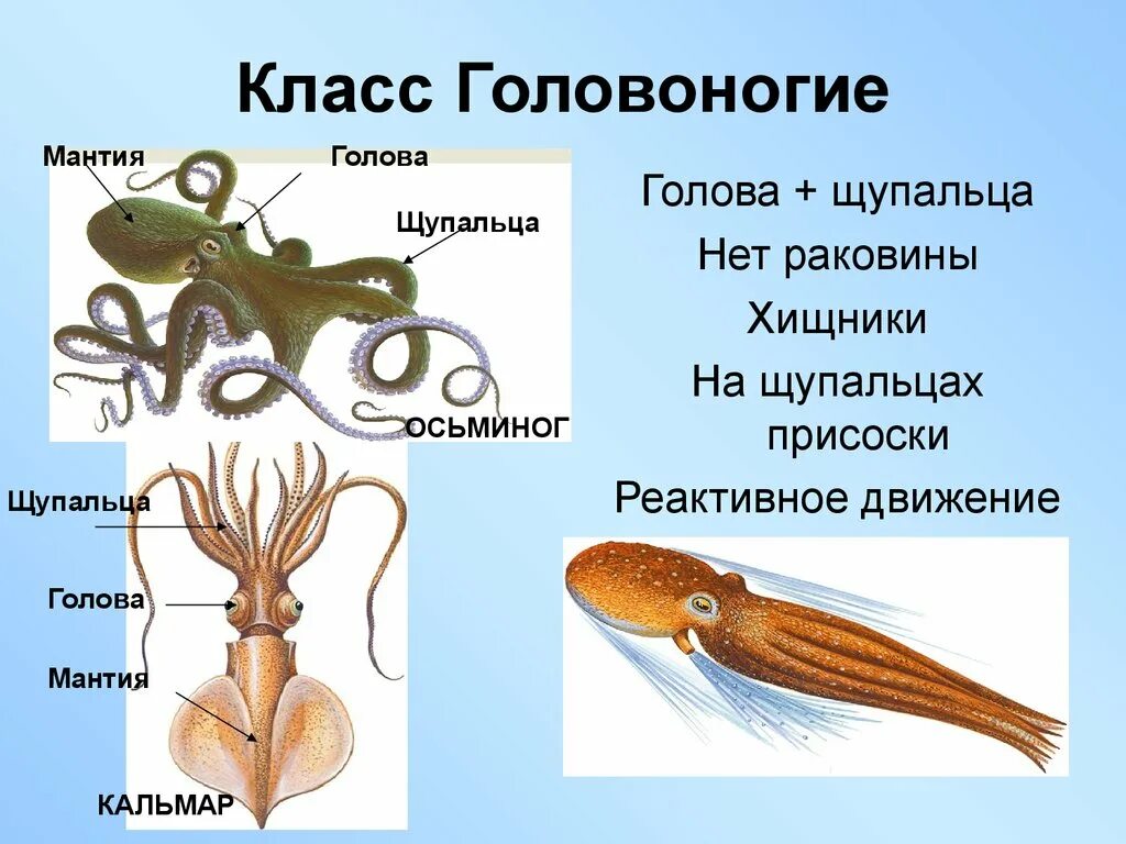 Головоногие голова. Головоногие строение. Присоски на щупальцах кальмара. Внешнее строение головоногих моллюсков. Мантия у головоногих.