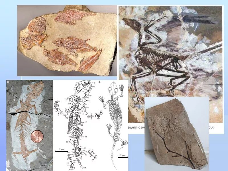 Доказательства эволюции палеонтологические доказательства. Палеонтологические док ва эволюции. Ископаемые переходные формы доказательства эволюции. Палеонтологические доказательства эволюции ископаемые формы. Исследование ископаемых остатков вымерших животных лабораторная работа