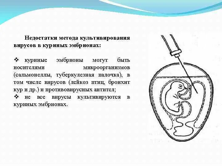 Метод заражения куриного эмбриона. Метод куриного эмбриона. Строение 12 дневного куриного эмбриона. Метод куриного эмбриона. Способы заражения куриного эмбриона микробиология.