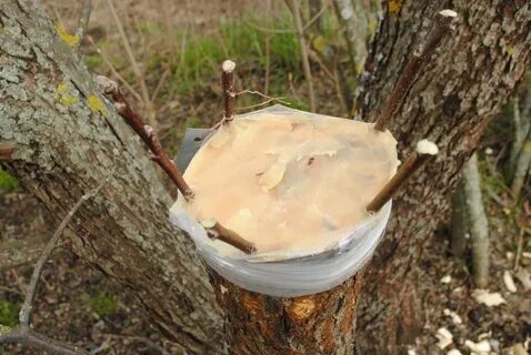 Чем отливать яблони