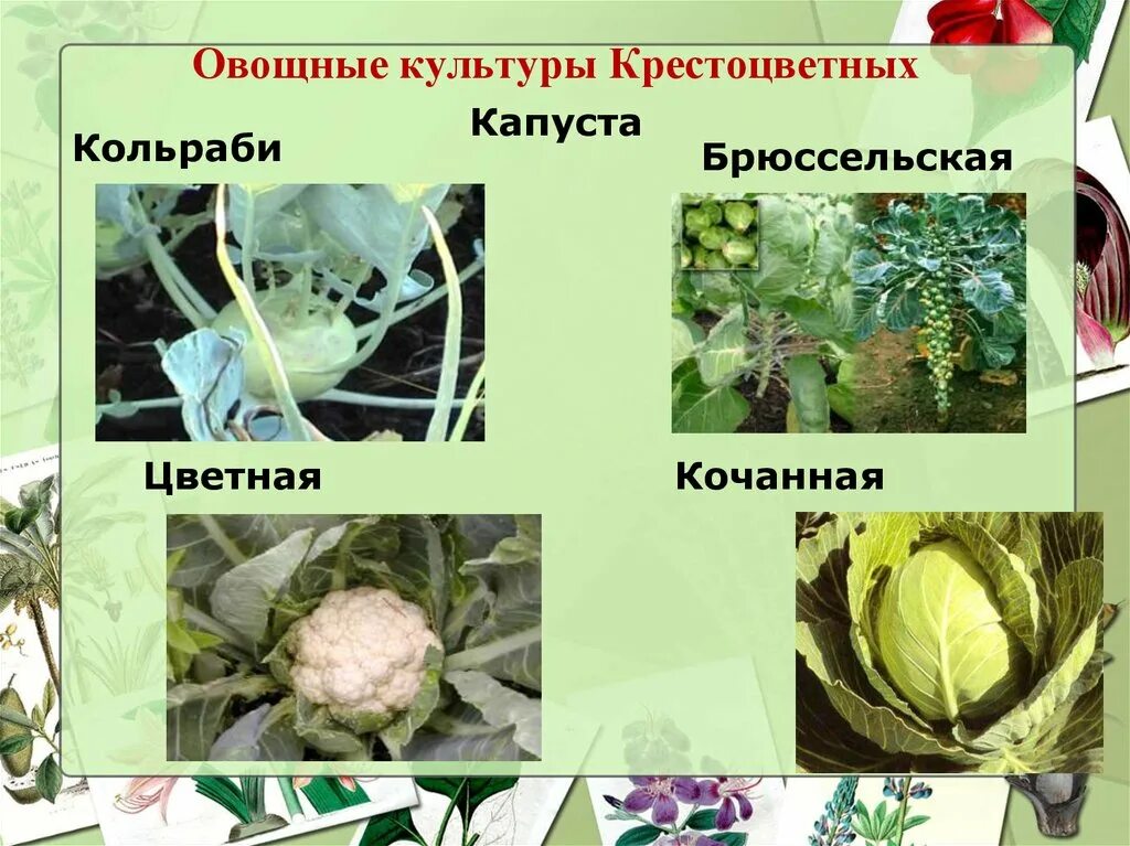 Капуста семейство крестоцветные. Семейство крестоцветные овощные. Овощные культуры семейства крестоцветных. Двудольные капустные.