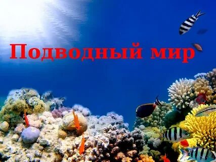 Проект подводный мир