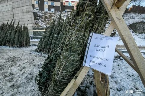 Сколько стоят елки на елочных базарах