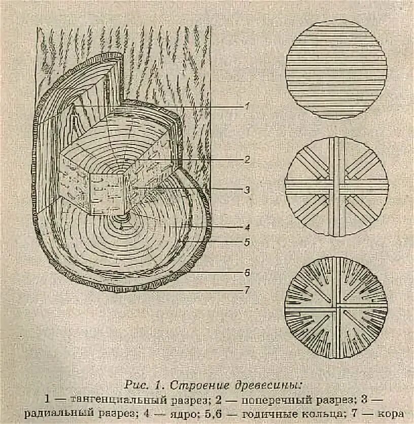 Сделайте кольцевой надрез на древесной ветки. Радиальный разрез древесины. Строение древесины в разрезе. Тангенциальный древесина в графике. Тангенциальная структура дерева.
