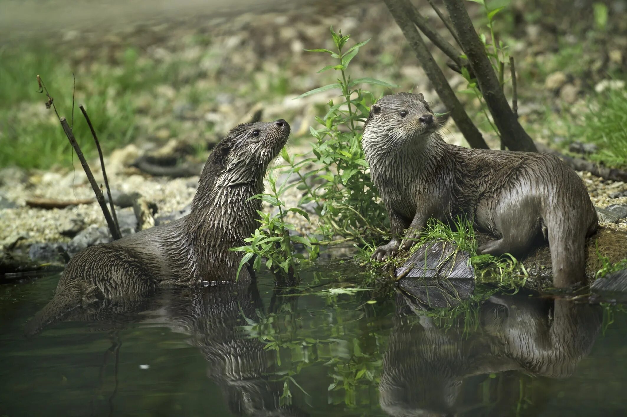 Выдра (Lutra Lutra). Кавказская выдра (Lutra Lutra meridionalis). Кавказская Речная выдра. Кавказская выдра Кавказская выдра. Звери пруда