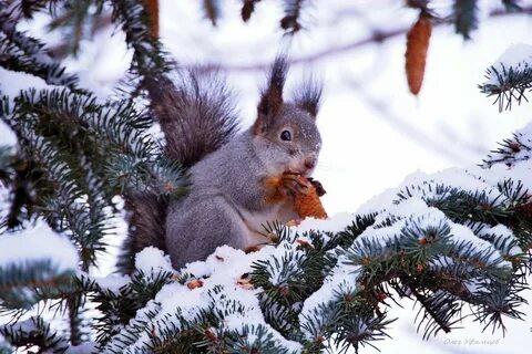 Ель мышь
