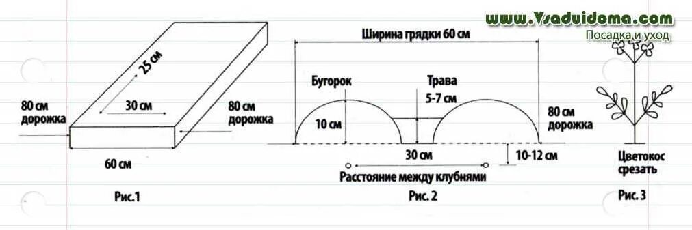 На каком расстоянии ряды картошки. Картофель схема посадки в открытый грунт. Схема посадки картофеля в открытом грунте мотоблоком. Двухрядная посадка картофеля схема. Схема сдвоенной посадки картофеля.