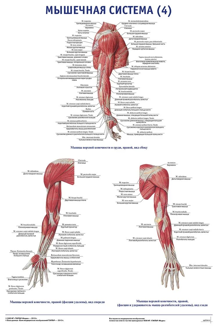 Мышцы верхних конечностей и нижних конечностей. Мышцы верхней конечности анатомический атлас. Мышцы верхней конечности анатомия латынь.