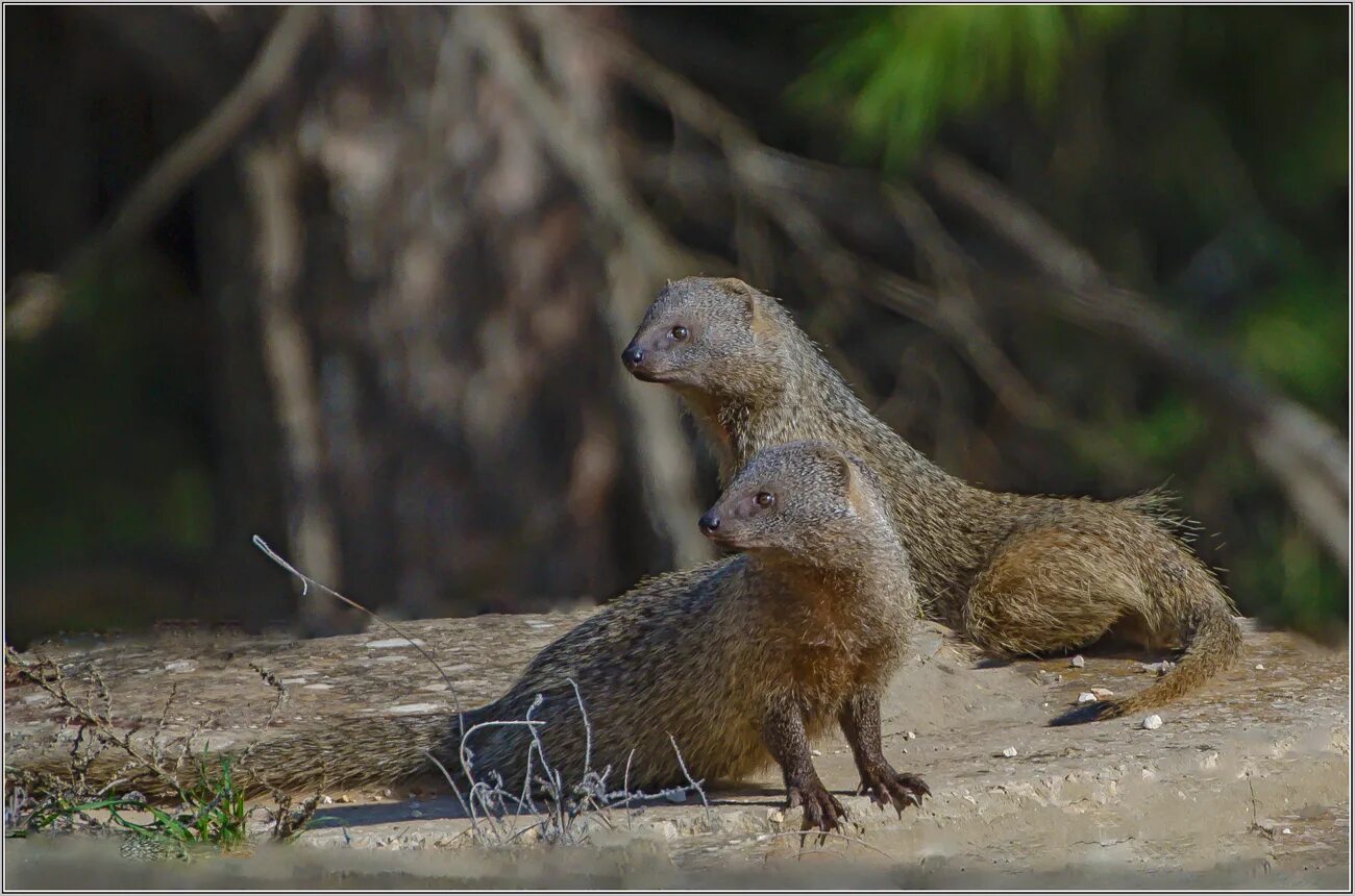 мангуст песня