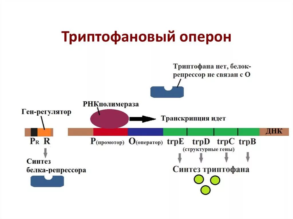 Синтезирует белки ферменты. Триптофановый оперон. Схема триптофанового оперона. Негативная регуляция триптофанового оперона. Строение лактозного оперона.