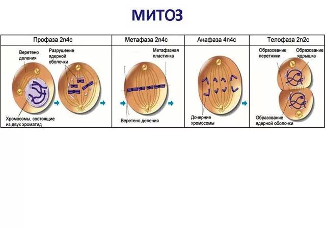 фазы митоза хромосомный набор. формулы митоза и мейоза. формулы митоза и мейоза. формулы митоза и мейоза. процесс деления мейоза.