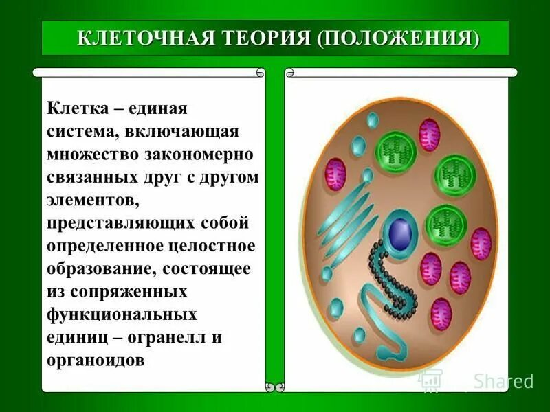 цитология клеточная теория. цитология положения клеточной теории. клеточная теория строения организмов. основные положения и биологическое значение клеточной теории. история клеточной теории.