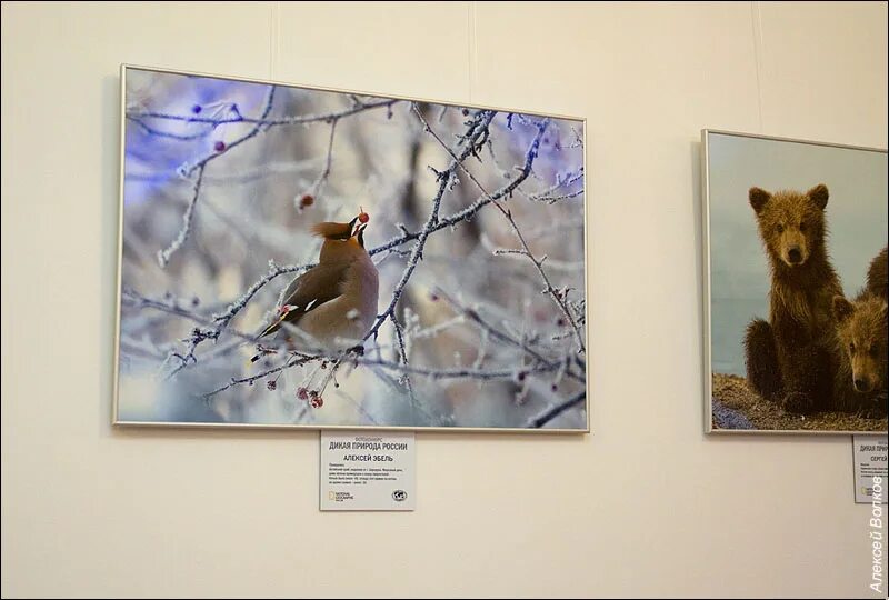 фотовыставка дикой природы