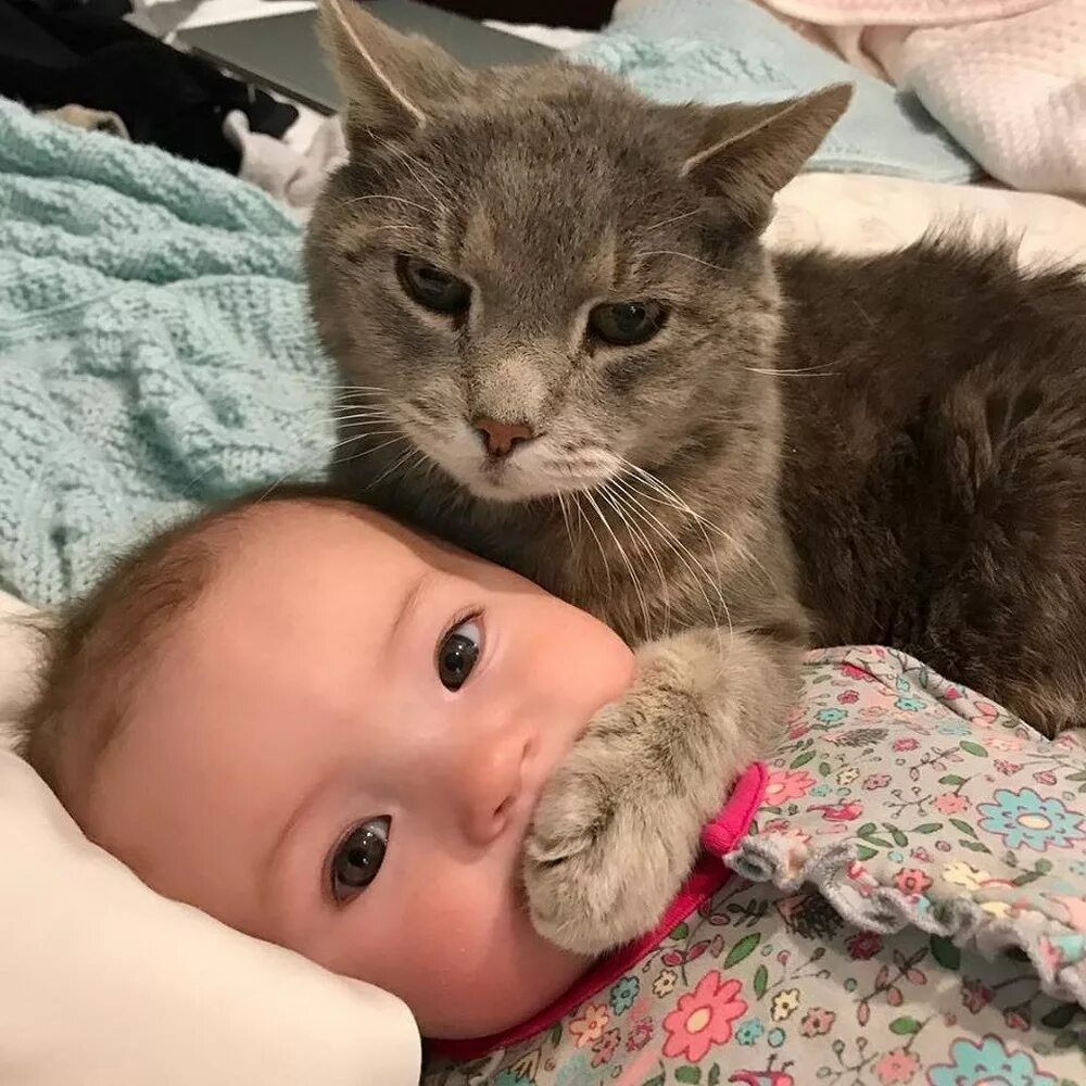 Доминирующий кот. Кошка для детей. кот и младенец. дети и коты. котёнок-ребёнок.