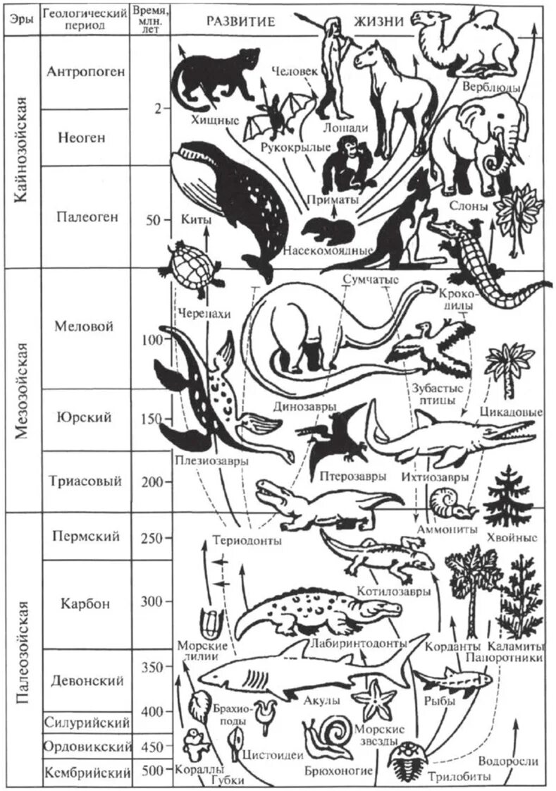 Эры и периоды в развитии жизни. Возникновение и развитие жизни на земле схема. Эволюция жизни схема Зарождение жизни. Основные этапы развития жизни на земле схема. Схема развития жизни на земле биология.