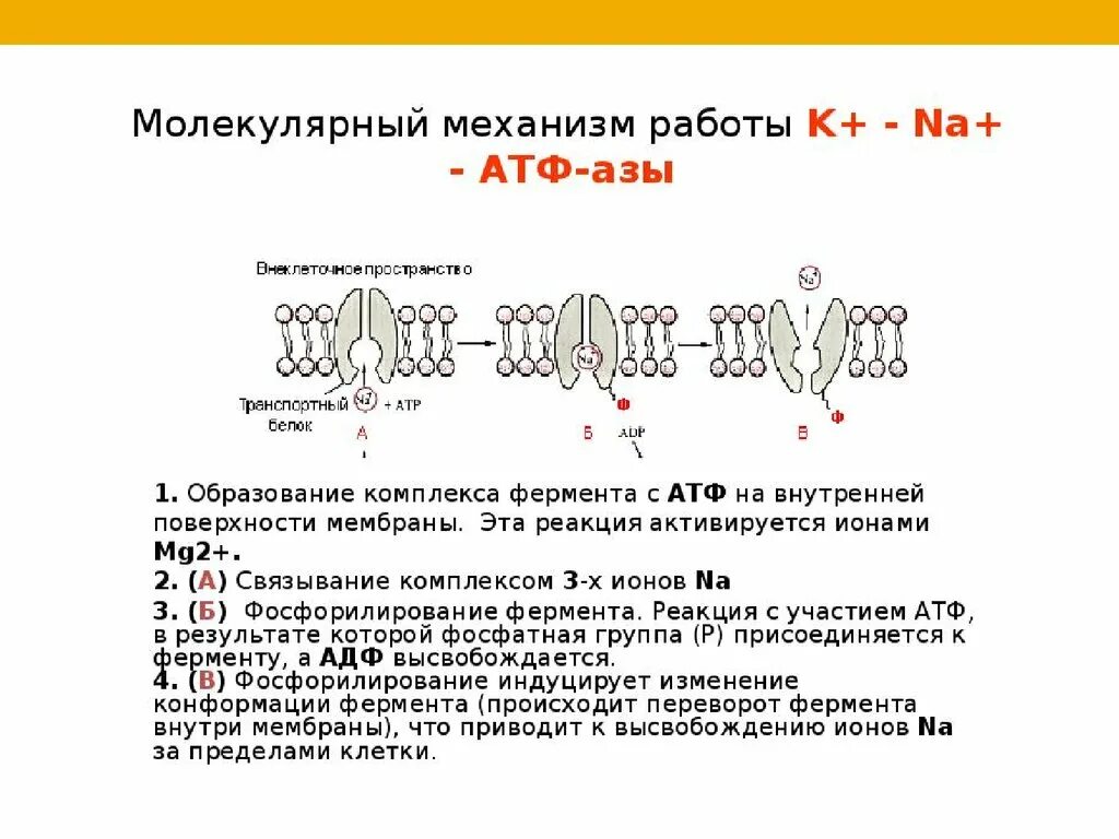 Натрий атф. Натрий калиевый насос АТФ. Натрий калиевая АТФ фаза. Структура натрий калиевой АТФАЗЫ.