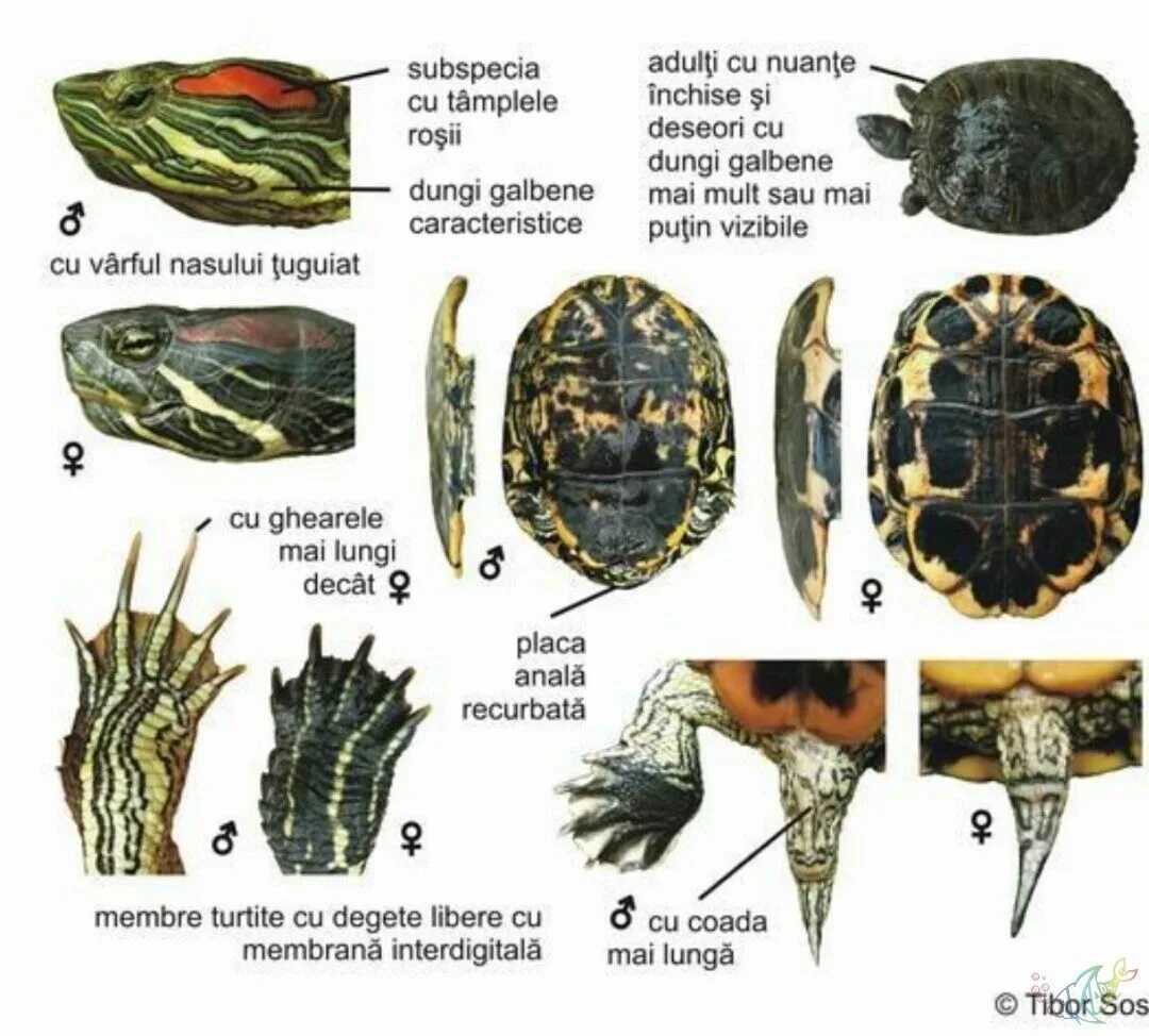 Красноухая черепаха как отличить. Красноухая черепаха самец и самка. Как отличить самку красноухой черепахи. Как определить пол красноухой черепахи. Различия красноухих черепах.
