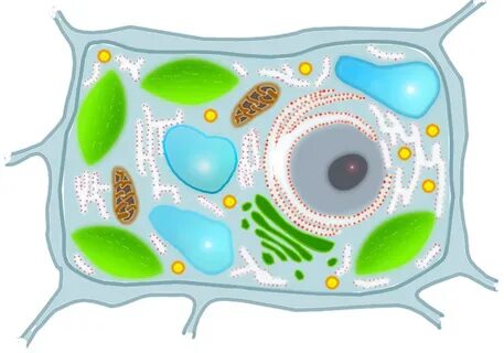 Растительная клетка 5 класс биология рисунок