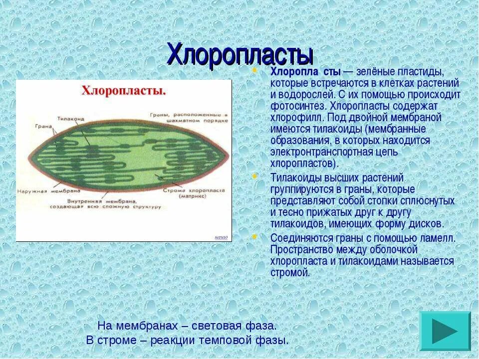 В хлоропластах растений находится. Хлоропласты содержат хлорофилл. Хлоропласты хлоропласты. Хлоропласт и пластиды разница. Лист, зеленые клетки, хлоропласт, хлорофилл.