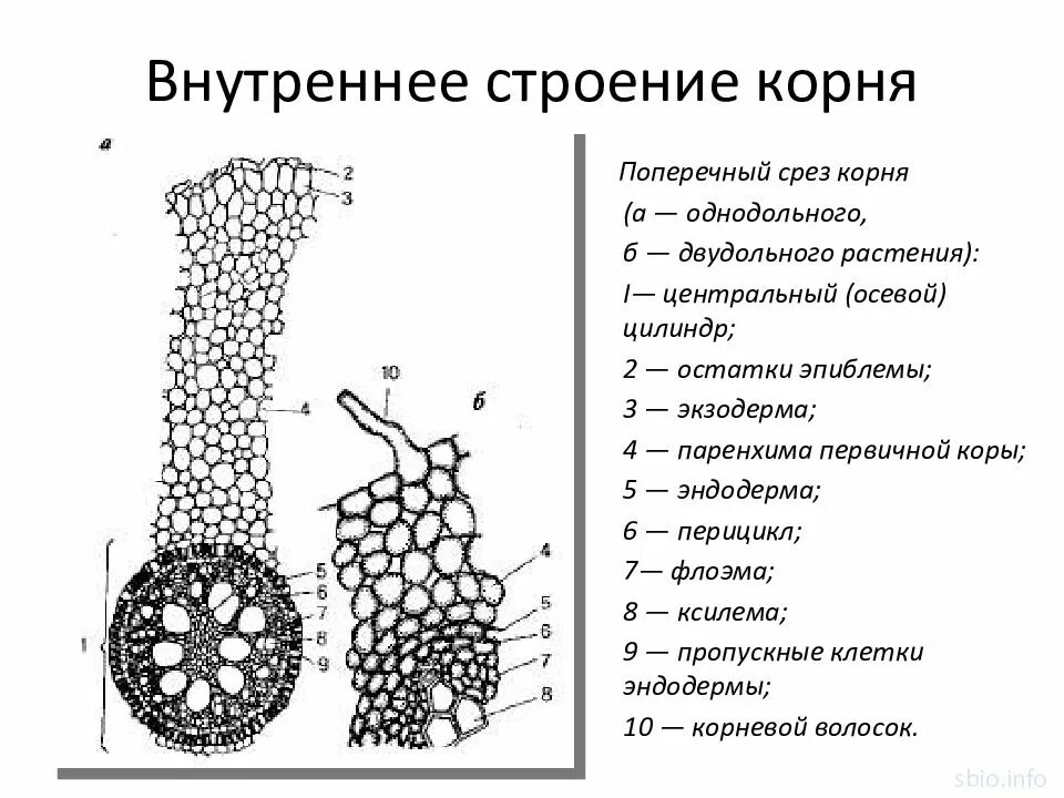 Рисунок внутреннего строения корня. Поперечный срез однодольного растения. Эпиблема корня строение. Первичное строение корня однодольного растения. Поперечный срез корня ризодерма.