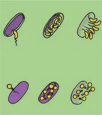 Плотоядная бактерия. Хищные бактерии. Хищничество бактерий. Бактерии хищники.