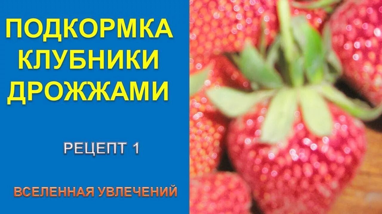 Дрожжи клубнике можно. Подкормка клубники дрожжами. Удобрение клубники дрожжами. Дрожжевая подкормка для клубники. Полить клубнику дрожжами.