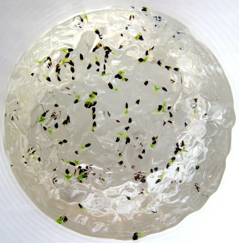 проращивание микрозелени в гидрогеле. гидрогель для рассады. гидрогель семена. гидрогель семена. гидрогель для гидропоники.