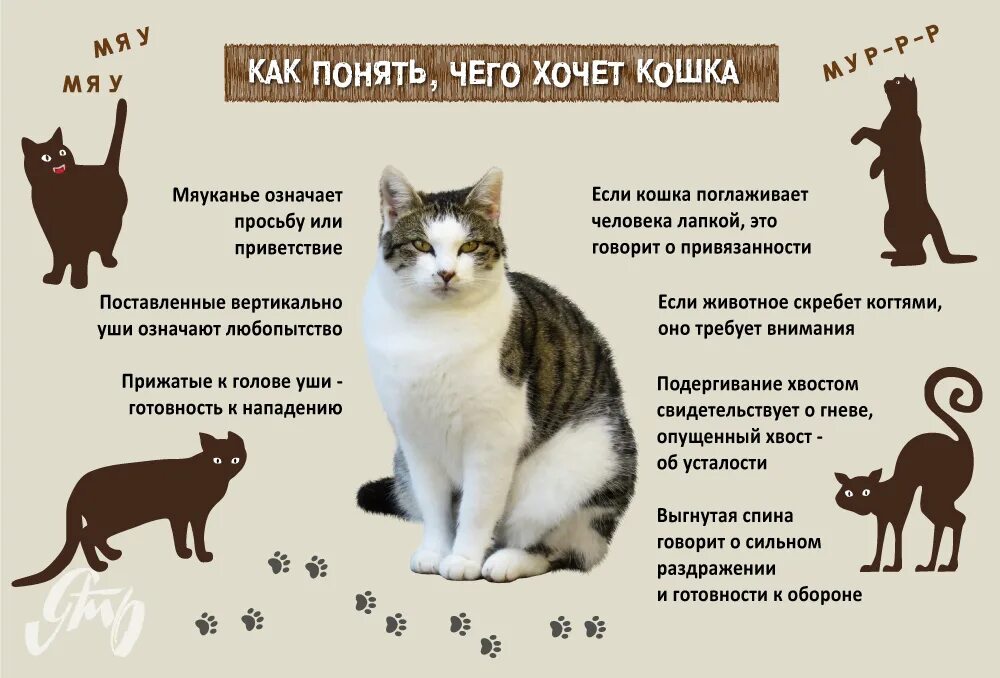 Коте сколько можно делать
