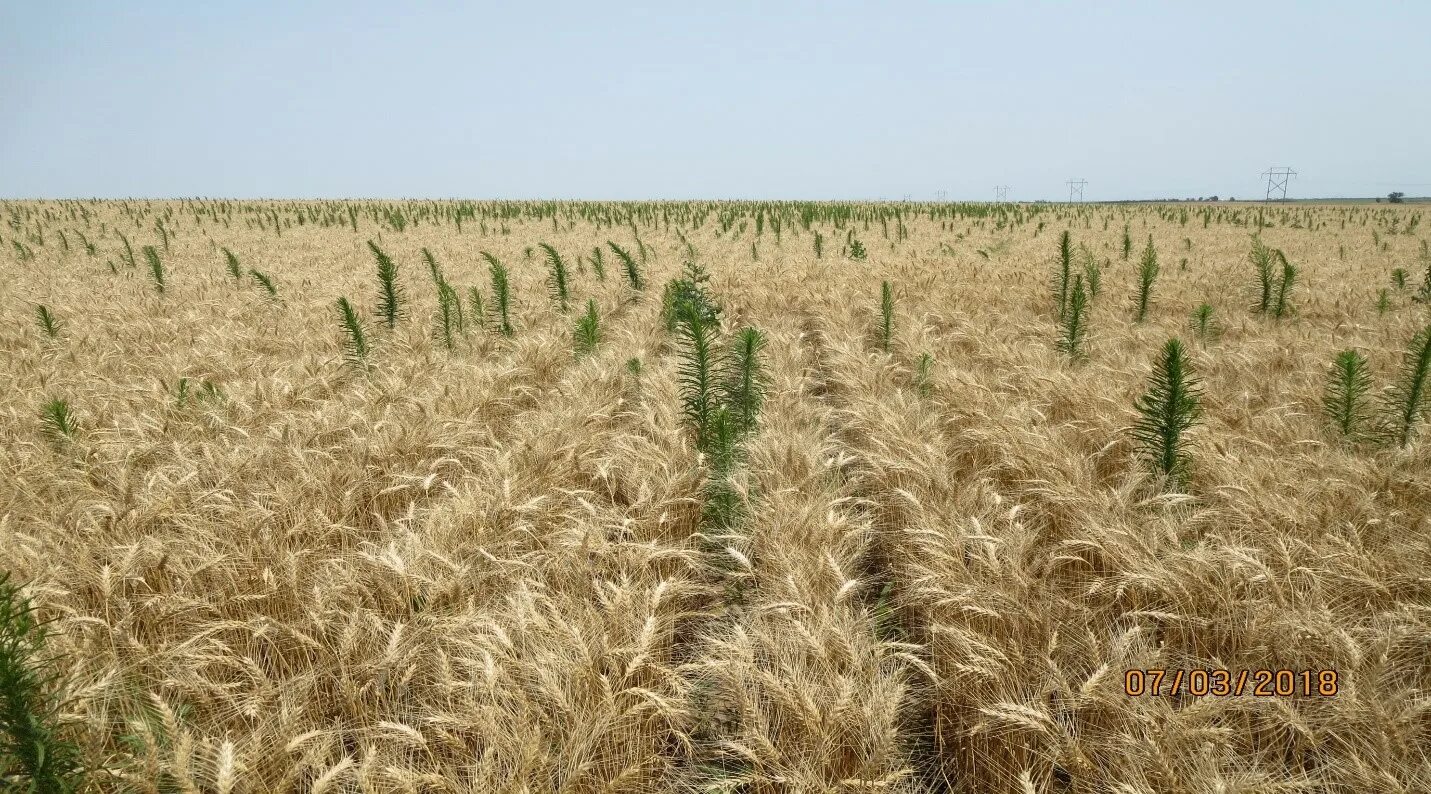 Зрелая пшеница Геншин. Тендеры растения. Blackwood Wheat. Wheat or Weed. In northern india they harvest their wheat