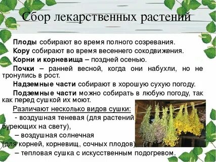 Виды заготовок растений