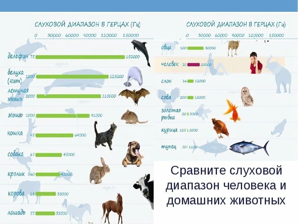 Какое животное слышит. Частотный диапазон звуков животных. Слуховой диапазон животных. Диапазон слуха разных животных. Слуховой диапазон человека и животных.