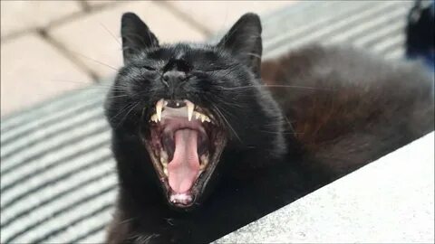 Черный рот у кота