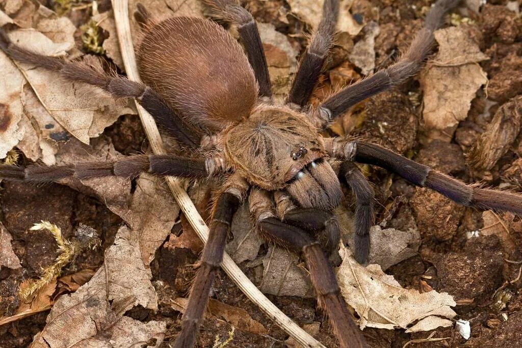 Хилобрахис Каенг Крачан. Ядовитые пауки Тайланда. Kaeng Krachan паук. Chilobrachys SP. Kaeng Krachan Khaki Gold.