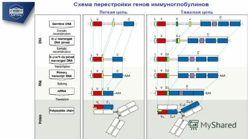 Получение иммуноглобулинов