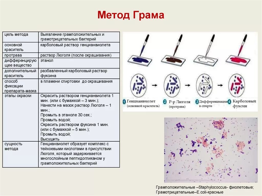 Метод окрашивания по Граму микробиология. Окраска бактерий. Метод грама. Окрашивание по Граму микробиология методика. Метод окраски бактерий по Граму. Почему вода окрашивается