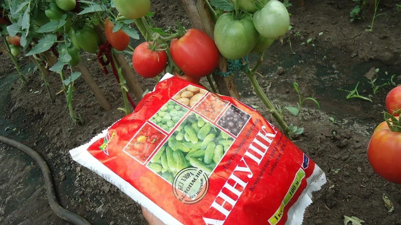 Можно ли подкармливать помидоры. Удобрение для томатов. Томаты в июле. Помидоры после черновой. Подкормка для помидор.