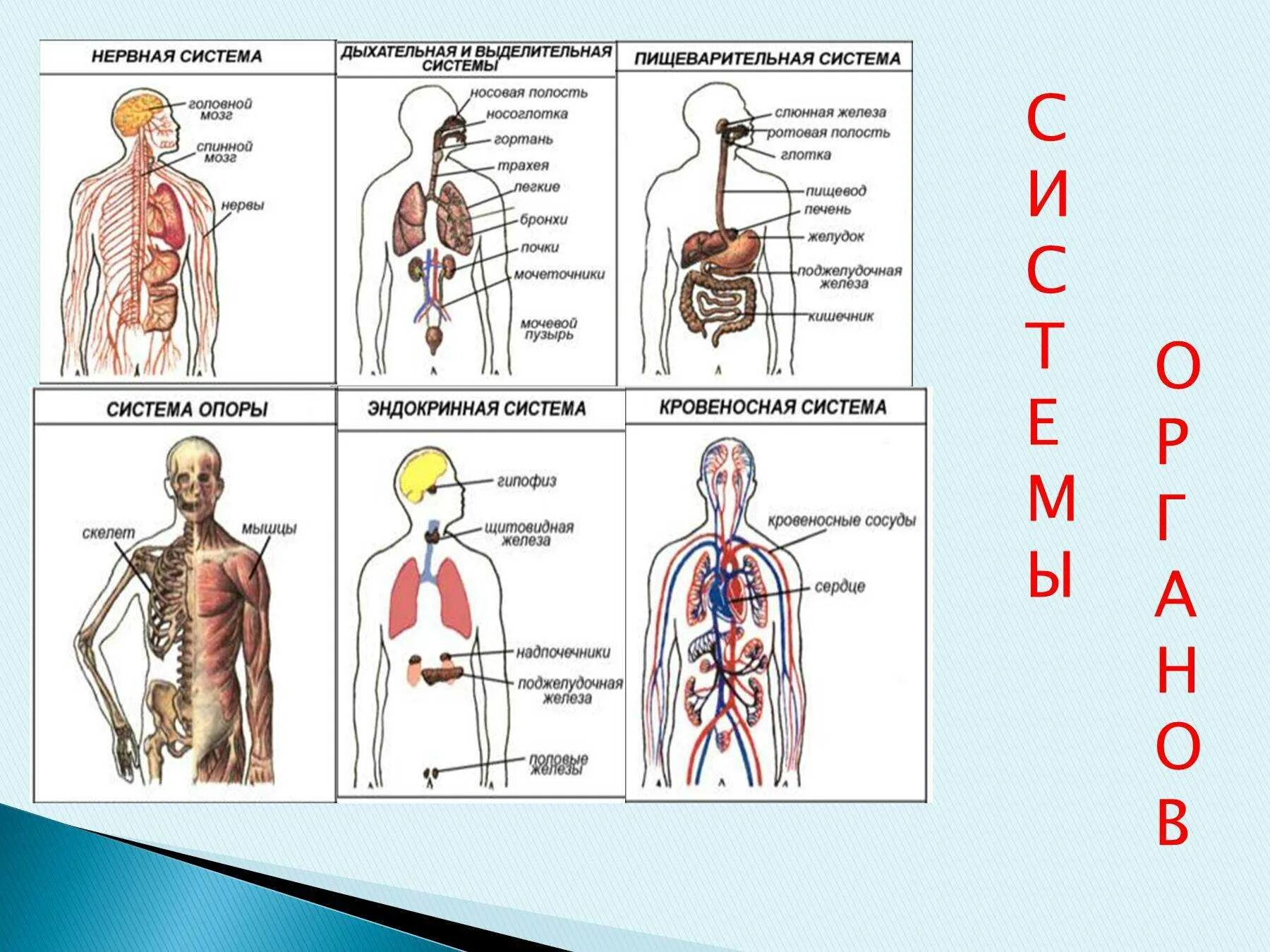 Системы органов человека состав и функции. Схема систем органов человека 3 класс. Системы органов человека 3 класс окружающий мир. Строение организма человека: органы, системы органов, организм.. Строение организма человека 8 класс системы органов.