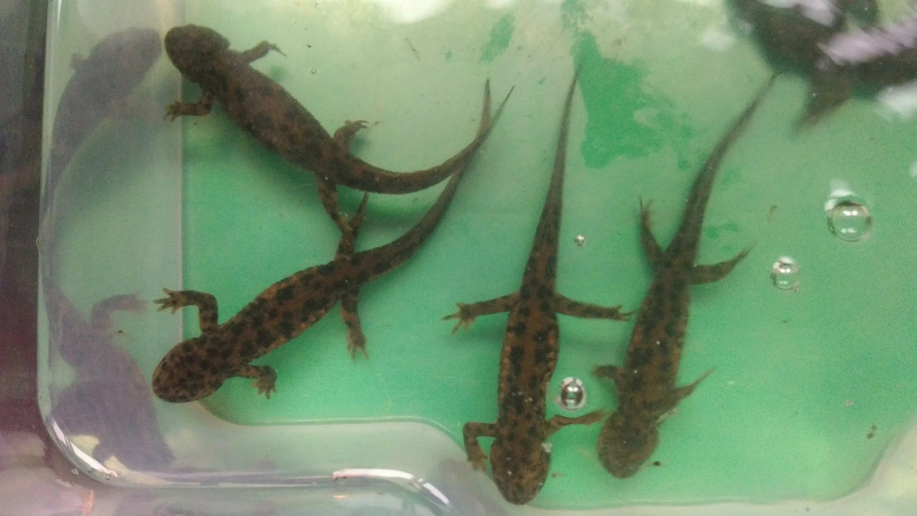 испанский иглистый тритон аквариумный. испанский иглистый тритон. испанский иглистый тритон аквариумный. тритон иглистый аквариумный. испанский иглистый тритон обыкновенный.