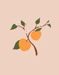 Абрикос графика