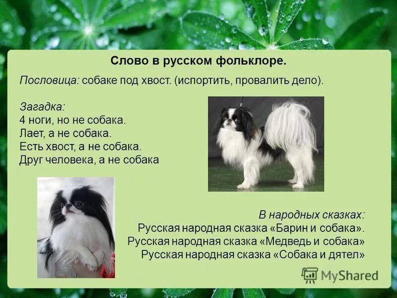 Текст про собаку огэ. Пословицы про собак. Слово собака в русском фольклоре.