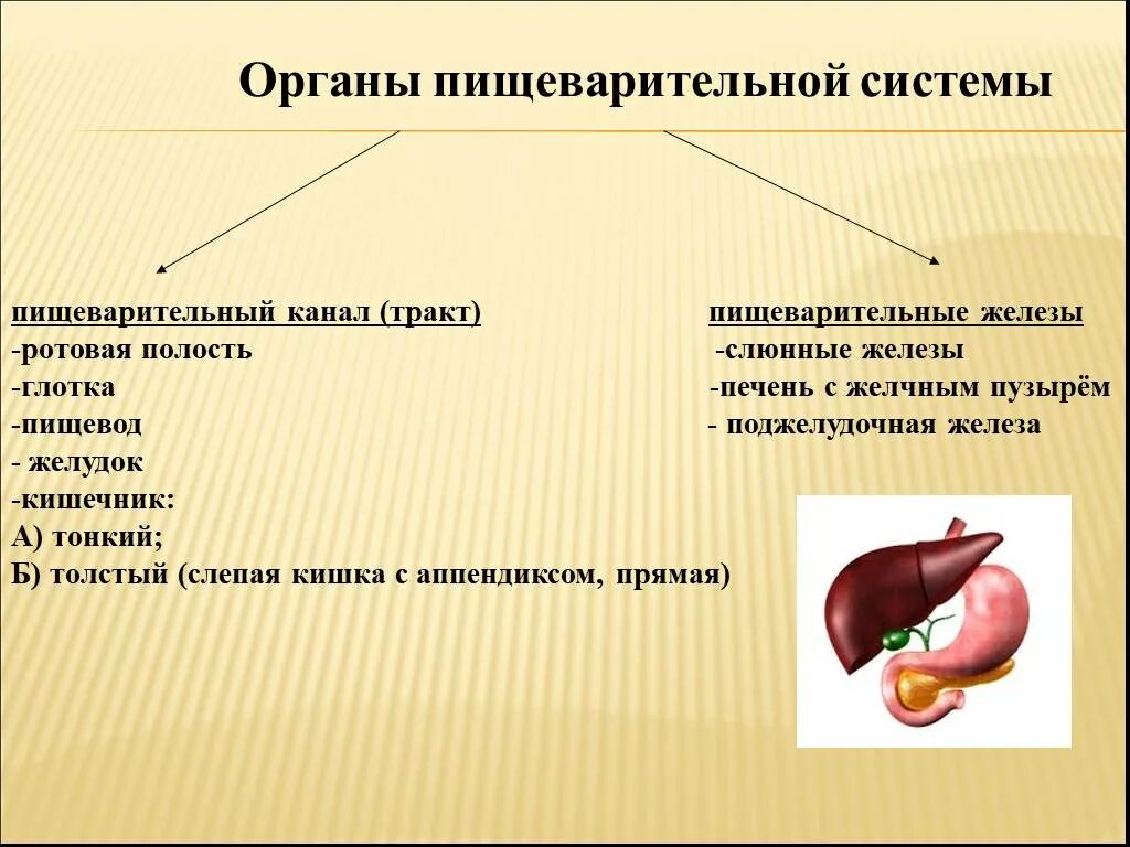 Печень ротовую полость пищевод и желудок. Питательные вещества и продукты пищеварительной системы. Пищеварение питательные вещества и пищевые продукты. Питательные вещества и пищевые продукты презентация. Что относится к пищеварительному каналу.